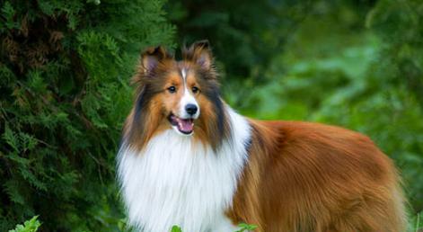 挑选便宜好养的中型犬，哪些值得考虑？（中型犬的特点、价格、饲养成本等因素）