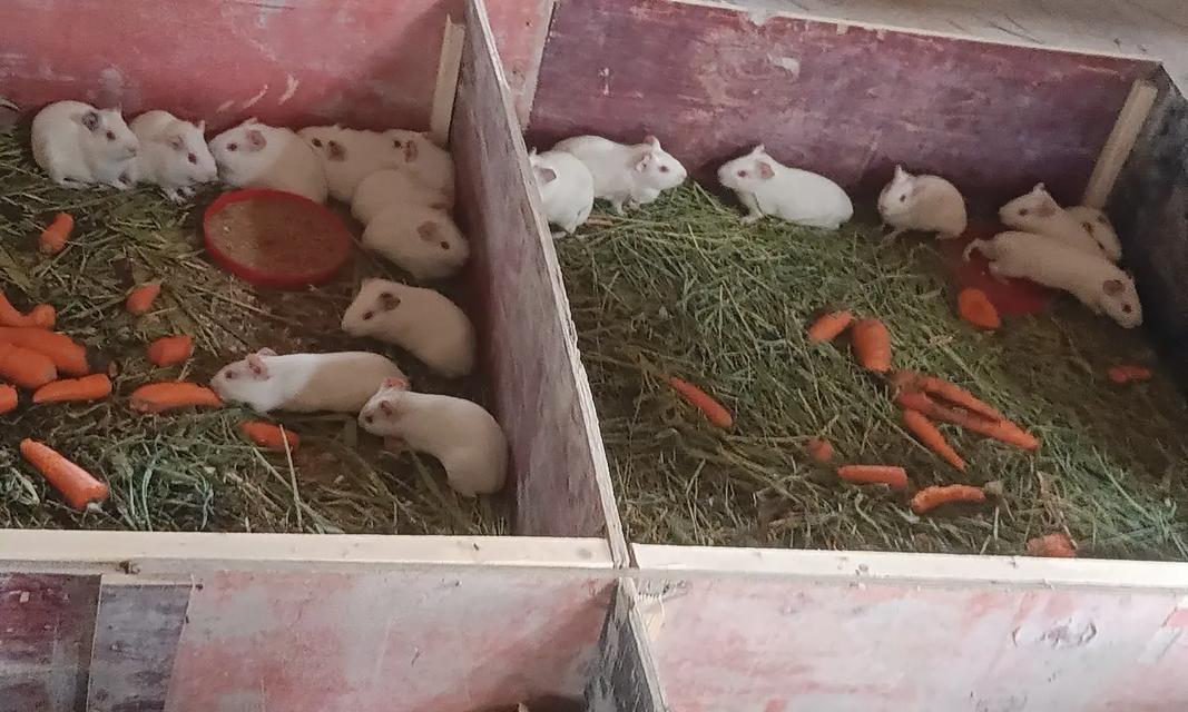 荷兰猪养殖到可食用的时长（探究荷兰猪生长周期及最佳食用时间）