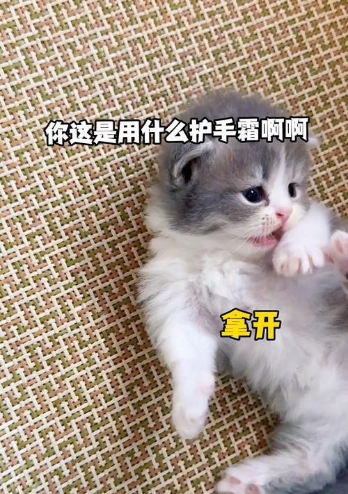 最粘人的5种猫，让你忍不住想抱抱它们（拥有无边界感的猫咪，萌化你的心（）