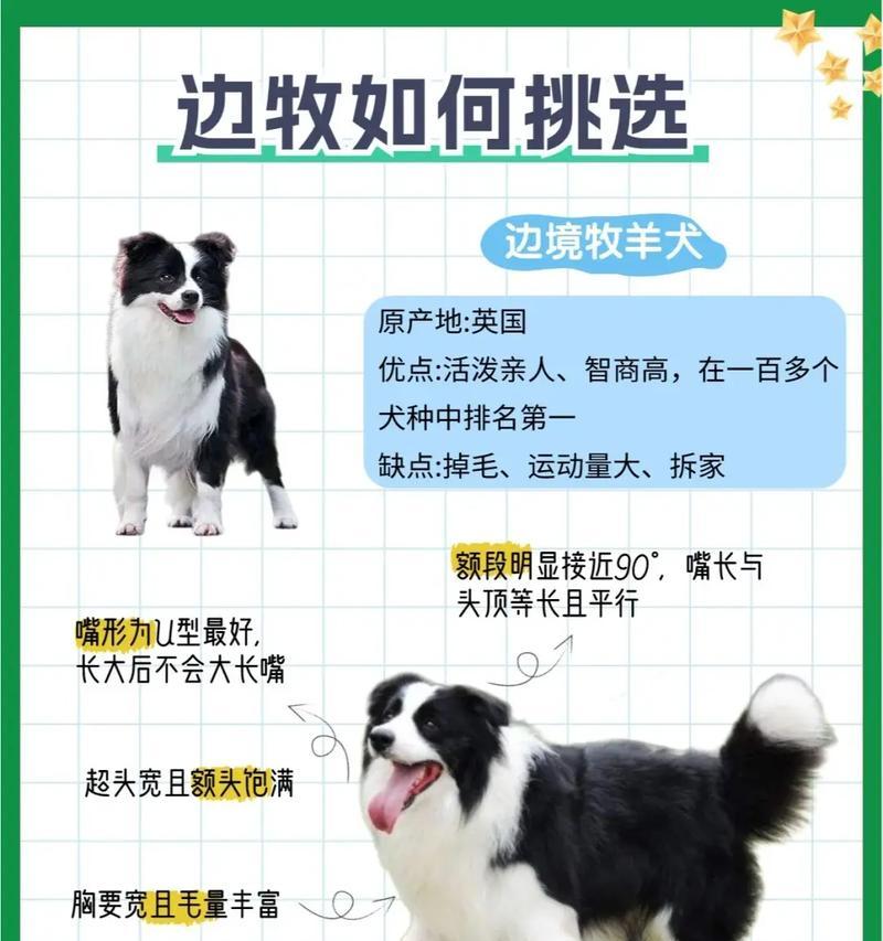 以边牧登录冠军——优秀犬种与训练技巧（探索边牧犬在冠军赛场的出色表现及其背后的训练秘诀）