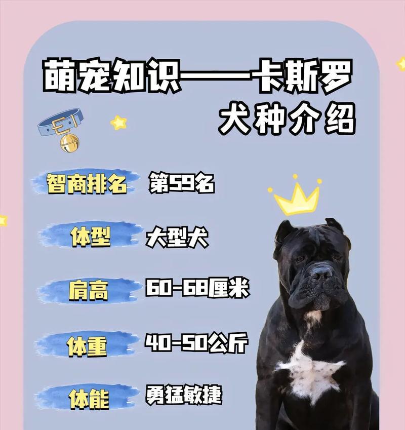 如何正确地日常喂养意大利卡斯罗犬（养一只健康快乐的卡斯罗犬需要掌握的关键方法）