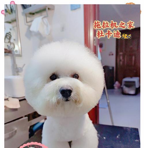 狗狗修毛能保持多久？（探究狗狗修毛的保持时长与关键因素）
