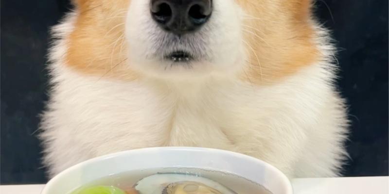 柯基的饮食禁忌与推荐（以柯基的健康为出发点，探讨适合其消化系统的食物）