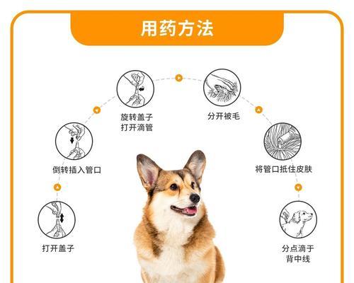 幼犬的驱虫时间和方法（宠物狗驱虫的必要性和注意事项）