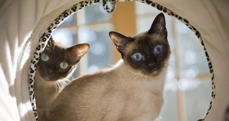 探索东奇尼猫的养育之道（了解东奇尼猫）