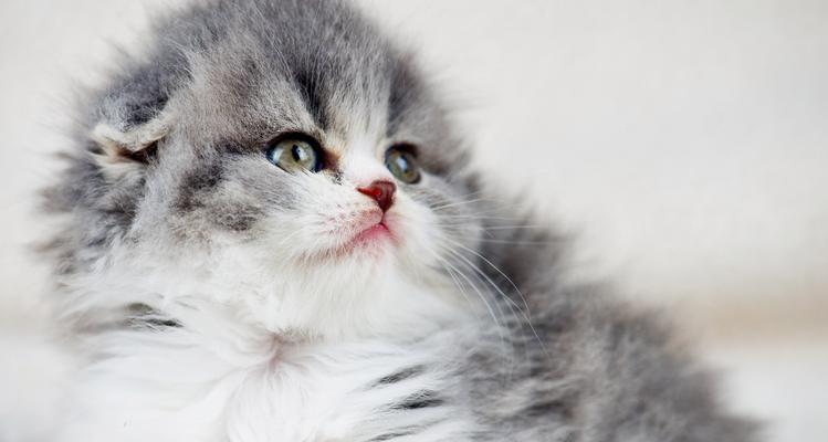 小奶猫断奶的最佳时机及注意事项（小奶猫断奶时间、方法和健康问题）