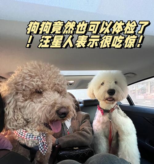 新买的狗狗体检检查项目（全面检查狗狗身体健康，关爱宠物生命）