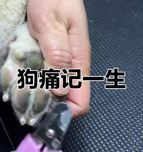 如何正确为狗狗剪爪子（剪爪技巧与出血应急处理方法）