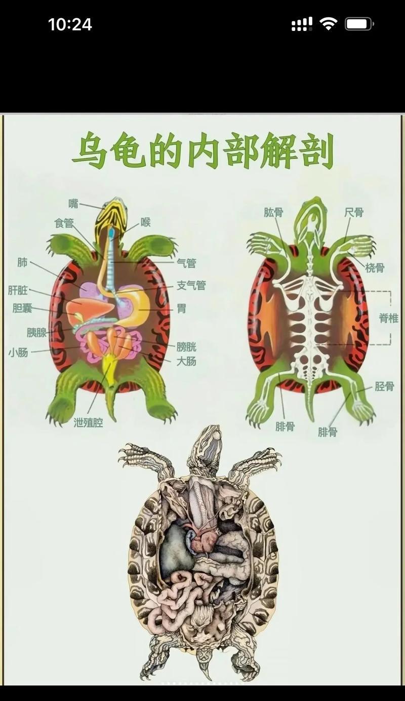 乌龟性别鉴定及分辨方法（如何准确判断乌龟的性别？掌握这些方法，让你轻松辨别乌龟性别！）