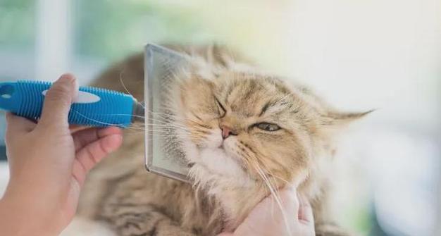 夏天剃毛猫后多久才长？（猫咪剃毛周期与护理技巧）