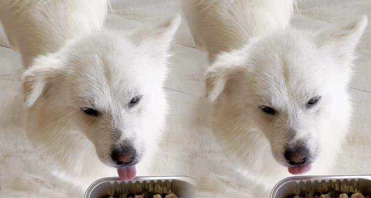 狗狗食欲大增可能是生病了的原因及治疗方式（探究狗狗食欲大增的病因和用药方法，）