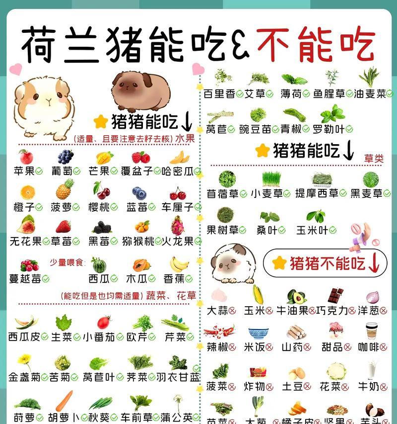 荷兰猪放养的理想时长（了解放养时间对荷兰猪的重要性）