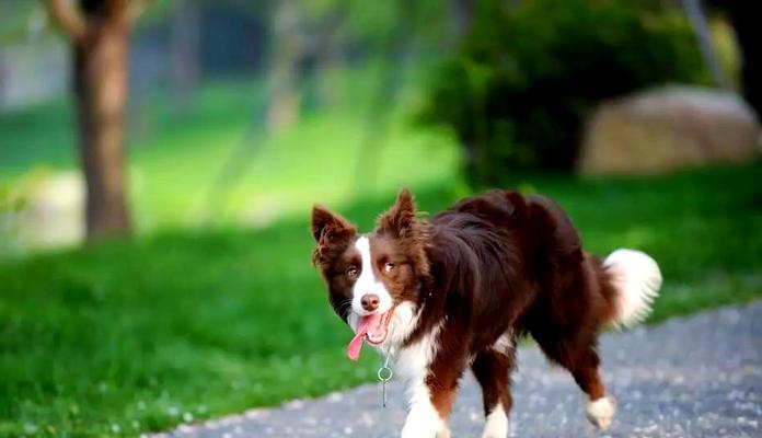如何养好一只边境牧羊犬？（通过6个方面教你成为合格的边牧主人）
