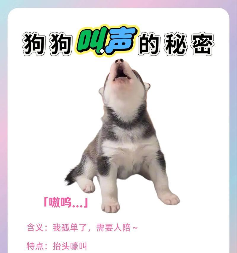 狗狗爱吃卫生纸的原因以及铲屎官的了解（探究狗狗喜欢吃卫生纸的原因，以及铲屎官应该了解的相关信息）
