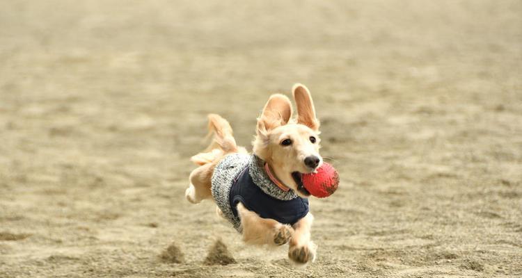 犬类腰椎盘突出症候的五大诱因及正确养护方法（预防犬类腰椎盘突出症的关键是什么？）
