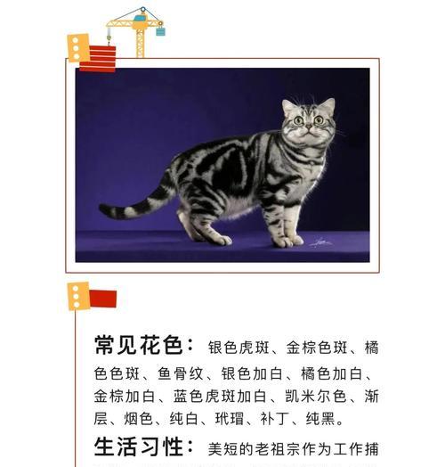 美短猫的纯度从这几点看，串串一般装不出来（纯种美短猫的特征和辨识方法，只需注意这些关键点）