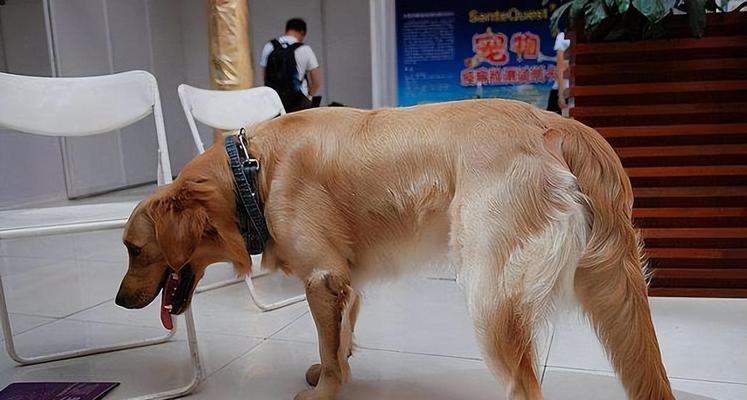 狗产后缺钙的症状及预防措施（了解狗产后缺钙的表现和预防方法，保护母犬的健康）