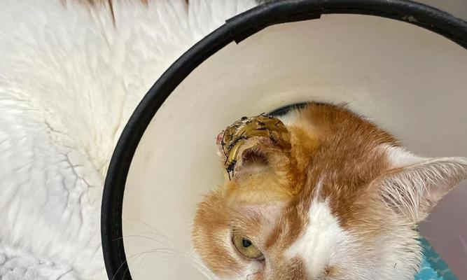 探讨猫咪绝育手术中的风险（了解猫咪意外的原因与预防措施）