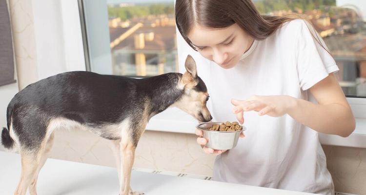 狗患细小后食欲恢复时间的探究（以狗得细小多久有食欲？）