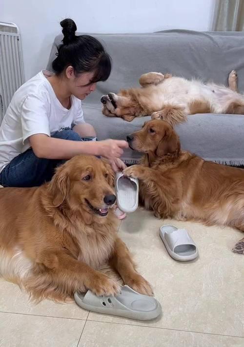 养金毛犬需要做什么准备（为了给金毛犬提供良好的生活环境和健康饮食，你需要做好以下准备）