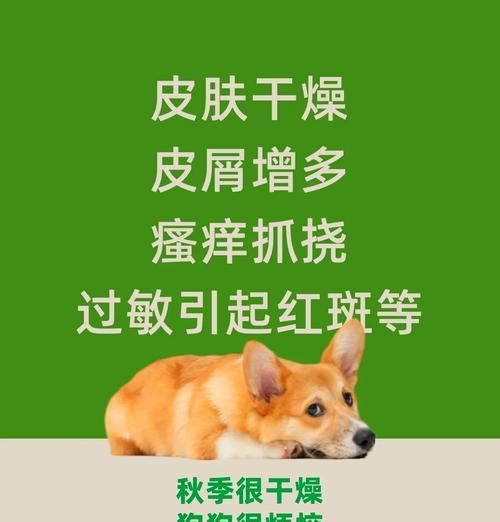 狗狗脱皮（了解狗狗脱皮过程，让你的宠物焕然一新）