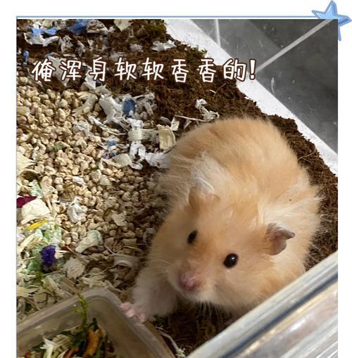 仓鼠的浴沙频率（浴沙对仓鼠的健康和舒适度有重要影响）