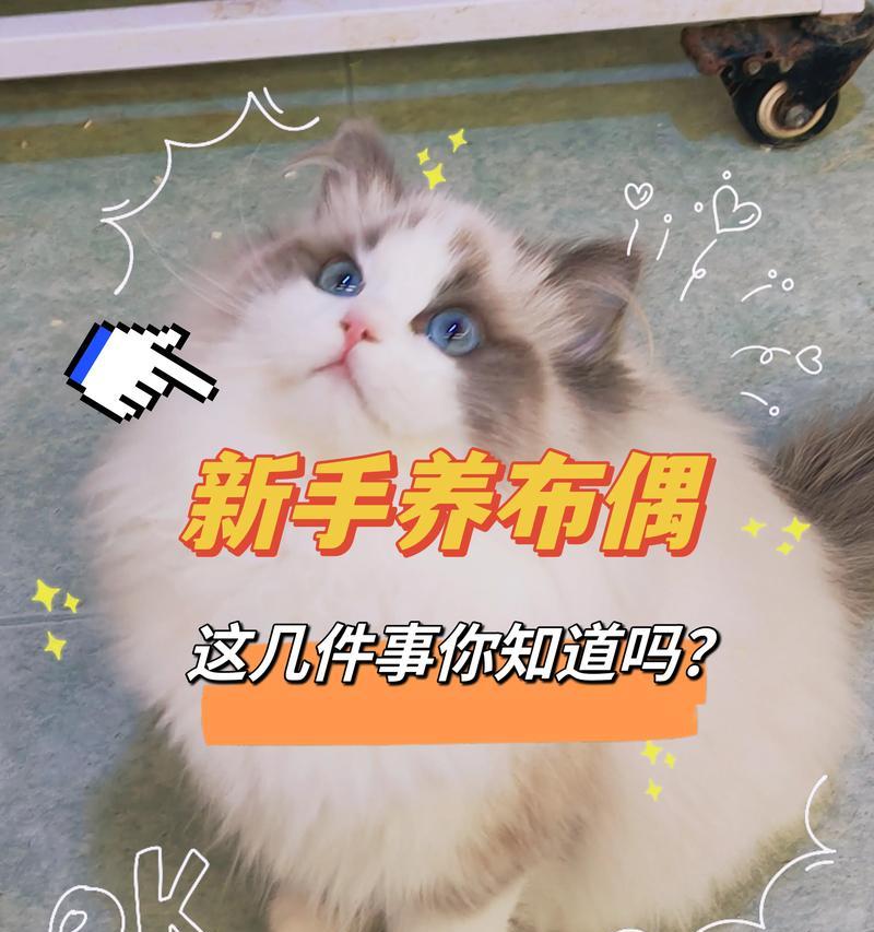 布偶猫爆毛周期及如何应对（掌握布偶猫的爆毛周期，让你的家始终清洁整洁）