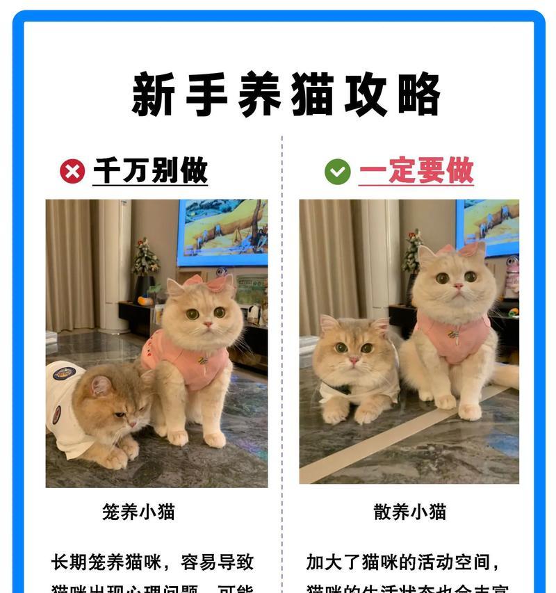 养猫攻略（从小白到猫奴，一步步教你养猫的技巧和经验）