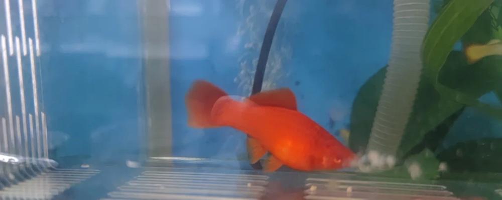 红箭鱼的喂食时间和方法（养鱼爱好者必知！红箭鱼的饮食要求及喂食时间表）