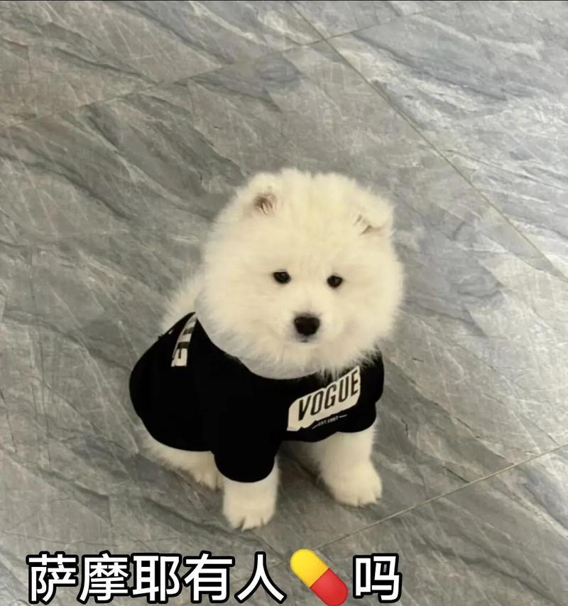 萨摩耶驱虫指南（让你的萨摩耶远离寄生虫的健康方法）