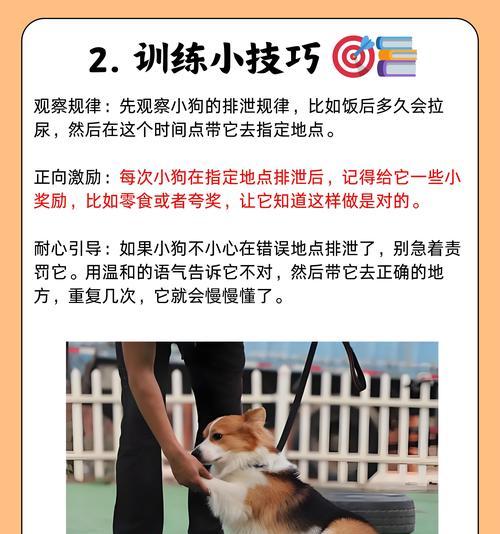 幼犬的粪便频率与健康状况（以幼犬拉粑粑的频率来判断其健康状况）