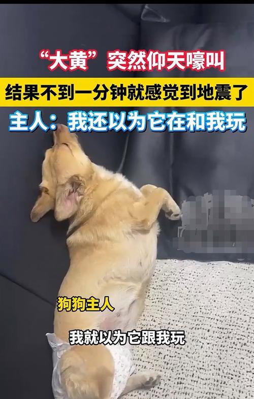 流浪狗见人蹲下即逃，三招有效吓退狗狗（遇到流浪狗叫声连连怎么办？三招告诉你如何驱散它们）