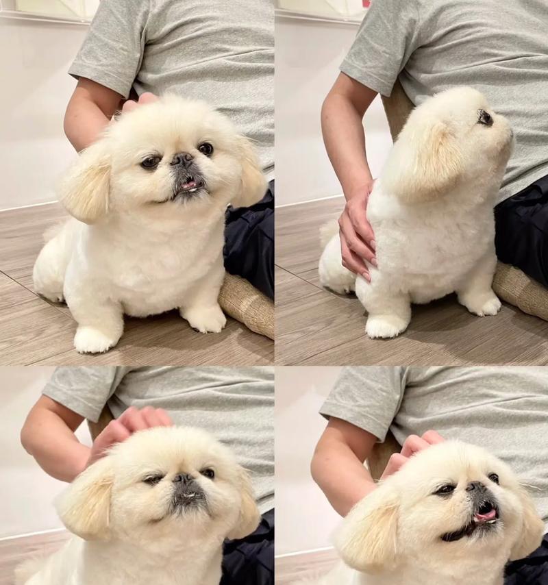 关于京巴狗的养育注意事项（打造健康快乐的京巴狗生活）