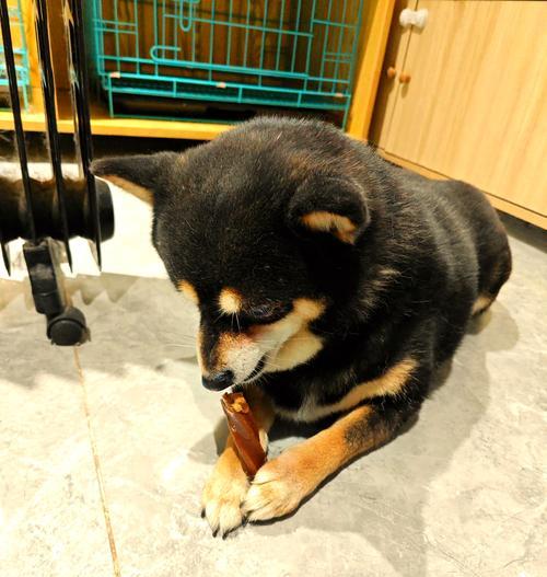狗狗生活用品大揭秘（探索狗狗生活必需品的世界）