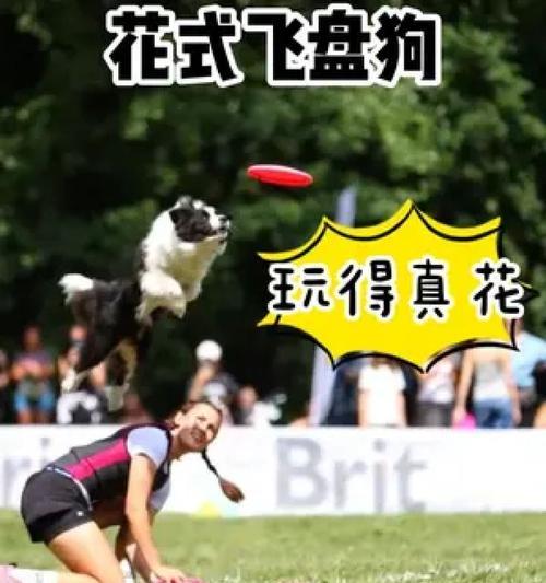 边牧的价格、优缺点及训练飞盘技能（了解边牧的价格、优势和不足，以及如何训练它们成为出色的飞盘狗）