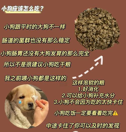 幼犬饲养指南（让你的幼犬健康成长，从正确的饮食开始）