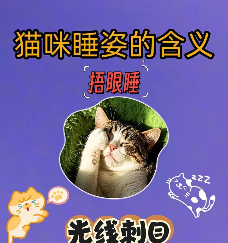 让你家猫咪开心的八个小窍门（铲屎官快码住，让你的猫咪拥有幸福生活）
