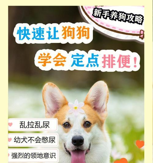 狗狗生完宝宝后的排便情况（了解狗狗产仔后的排便规律与注意事项）