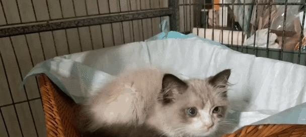 布偶猫流浪的死胡同（布偶猫的命运与流浪的挑战）