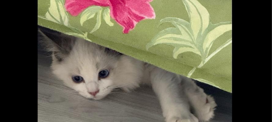 三个月猫咪的饮食需求与喂养频率（合理喂养三个月猫咪，关键在于均衡与规律）