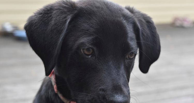 黑色拉布拉多犬的珍稀之处（探究黑色拉布拉多犬相对较高价格的原因）