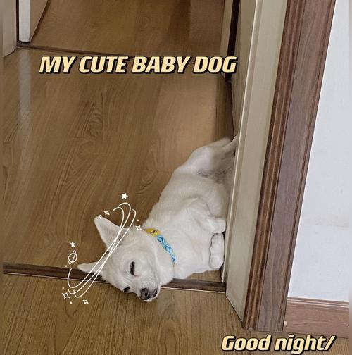 泰迪睡眠时长研究（探索泰迪狗狗睡眠时长的关键因素和如何保障其健康）