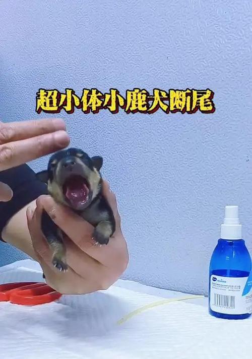 狗狗尾巴断尾（探讨狗狗尾巴断尾的争议与影响）