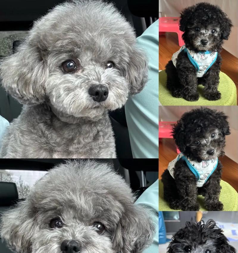 泰迪犬的生育周期及饲养注意事项（探寻泰迪犬生育周期，科学繁殖、健康饲养）