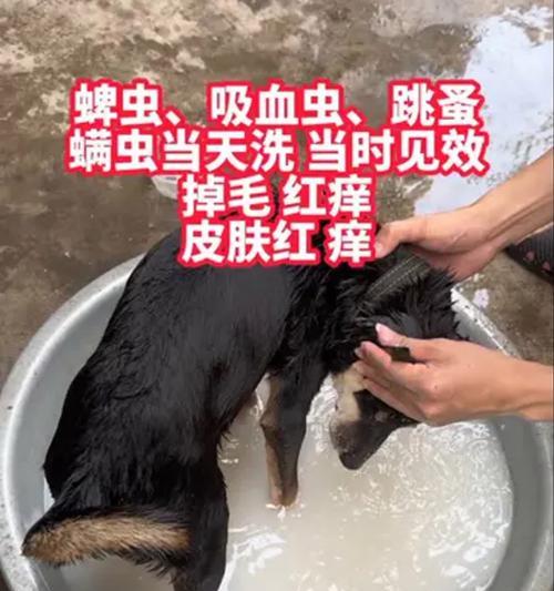 狗狗体外驱虫（了解狗狗体外驱虫的排出时间，让你的宠物更健康）