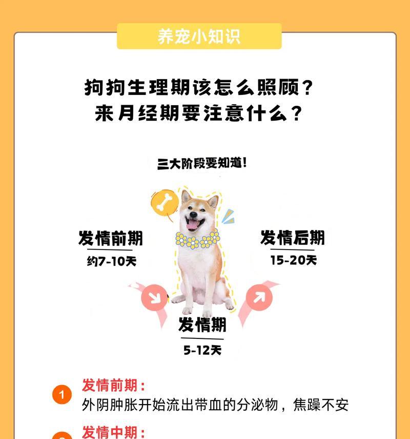 狗狗月经周期及持续时间解析（揭秘狗狗月经周期的秘密与异常情况）