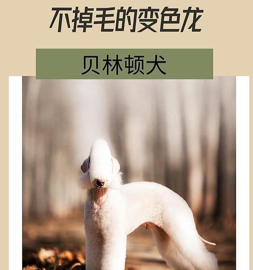 贝灵顿梗的养护指南（打造健康快乐的贝灵顿梗生活）