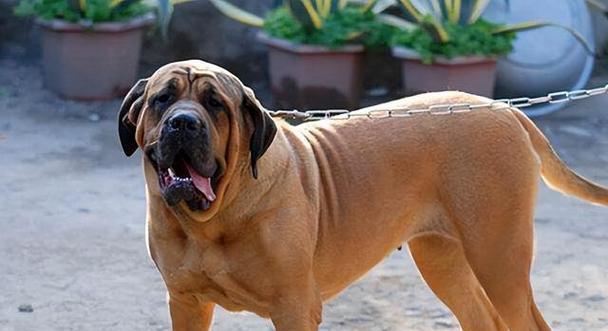 探秘大型犬品种及价格（一窥大型犬世界的多样性与价值）