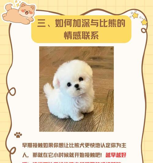 比熊为什么需要定期剪毛？（探寻比熊剪毛的必要性和频率）