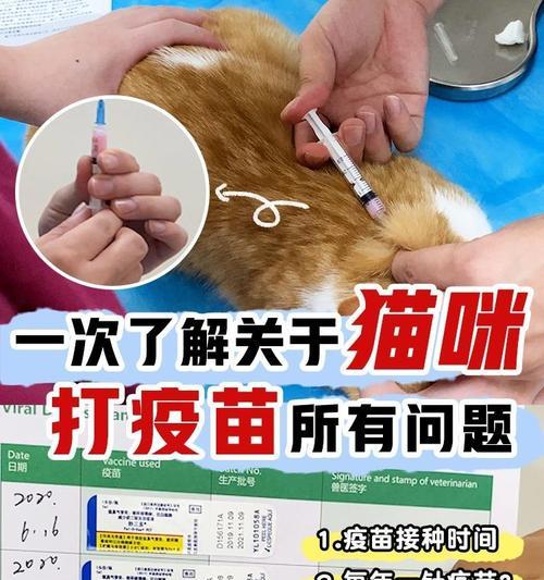 猫疫苗有效期的长短与保质期有关吗？（探讨猫疫苗的保质期、有效期及保存方法）